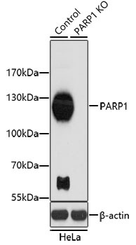 PARP1 Antibody