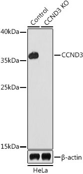 CCND3 Antibody