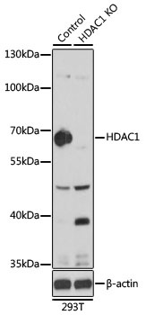 HDAC1 Antibody