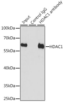 HDAC1 Antibody, KO Validated