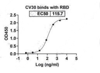 Recombinant SARS-CoV-2 RBD antibody