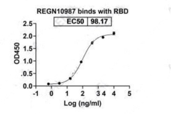 Recombinant SARS-CoV-2 RBD antibody