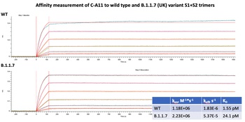 SARS-CoV-2 (COVID-19) Spike RBD Neutralizing Antibody [C-A11]