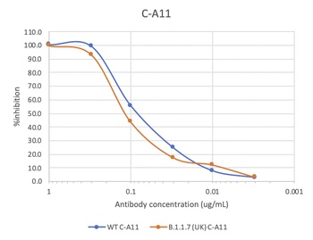 SARS-CoV-2 (COVID-19) Spike RBD Neutralizing Antibody [C-A11]