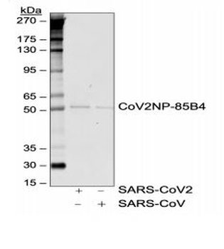 SARS-CoV-2 (COVID-19) Nucleocapsid Antibody [85B4]