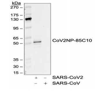 SARS-CoV-2 (COVID-19) Nucleocapsid Antibody [85C10]