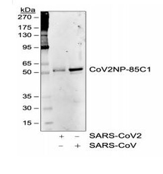 SARS-CoV-2 (COVID-19) Nucleocapsid Antibody [85C1]