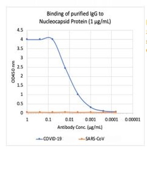 SARS-CoV-2 (COVID-19) Nucleocapsid Antibody [84D7]