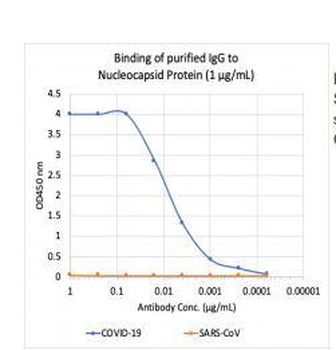 SARS-CoV-2 (COVID-19) Nucleocapsid Antibody [75G5a]