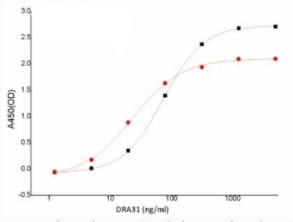 Recombinant SARS-CoV-2 (COVID-19) Nucleocapsid ScFv-Fc Antibody [4A6]