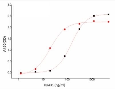 Recombinant SARS-CoV-2 (COVID-19) Nucleocapsid ScFv Antibody [4A6]