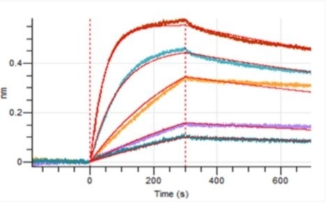 Recombinant SARS-CoV-2 (COVID-19) Nucleocapsid Antibody [6G9]