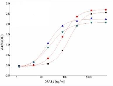 Recombinant SARS-CoV-2 (COVID-19) Nucleocapsid Antibody [6G9]