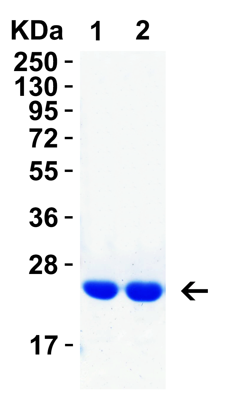 HIV-1 p24 Recombinant Protein