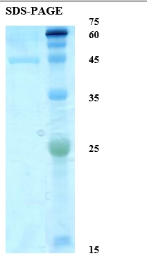 Toxoplasma gondii Surface Antigen (SAG) 2 Recombinant Protein