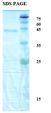 Mycobacterium tuberculosis Antigen 14/16 Chimeric Recombinant Protein