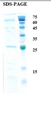 Cladosporium herbarum allergen Cla h 8 Recombinant Protein