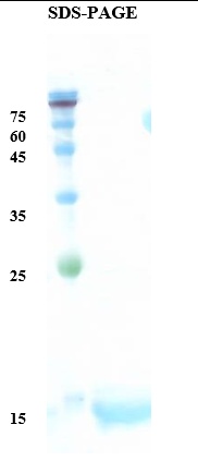 Bermuda grass allergen Cyn d 12 Recombinant Protein
