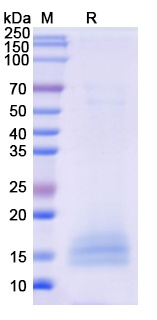 Monkeypox virus/MPXV A35R Recombinant Protein