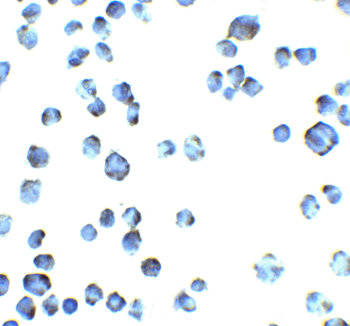 LMAN1 Antibody