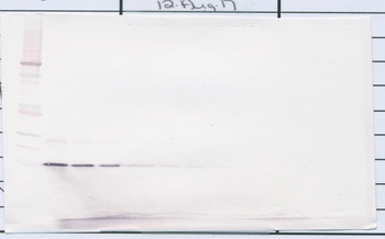 AREG Antibody (Biotin)