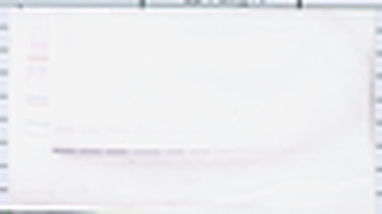 AREG Antibody