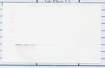 AREG Antibody