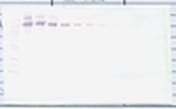 CD274 Antibody (Biotin)