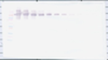 CD274 Antibody