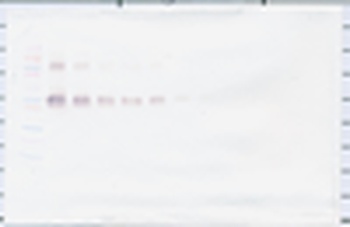CD14 Antibody (Biotin)
