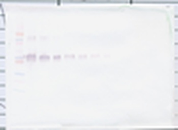 CD14 Antibody
