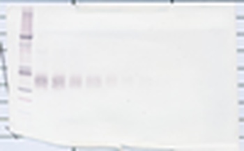 EPO Antibody