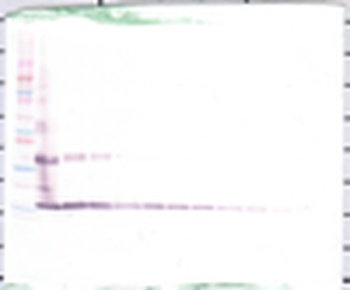 L-36 gamma (IL-1F9) Antibody