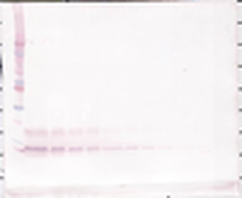 Cxcl12 Antibody