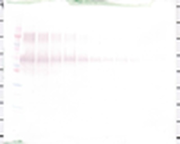 SPP1 Antibody (Biotin)