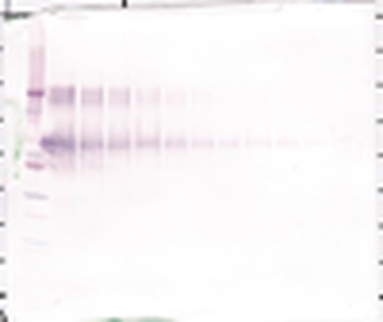 SPP1 Antibody