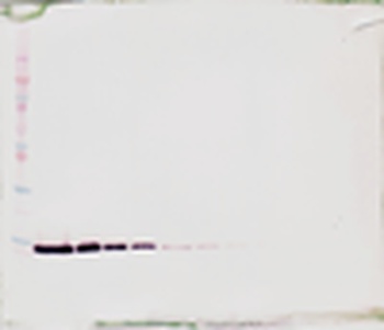 TFF2 Antibody