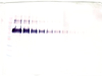 KL Antibody (Biotin)