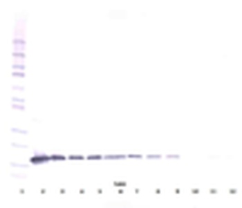 Il3 Antibody (Biotin)