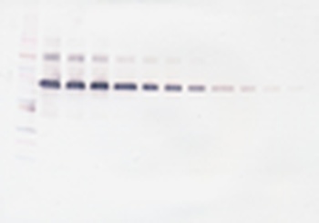 Il12a , Il12b Antibody (Biotin)