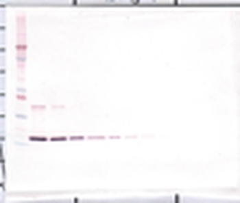 IL-12 Antibody
