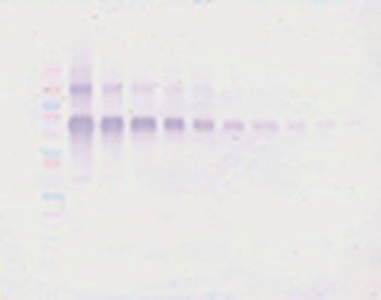 IL12A , IL12B Antibody (Biotin)