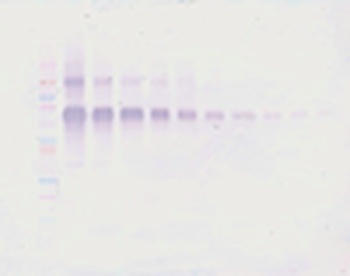 IL-12 Antibody (biotin)