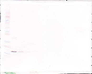 IL-12 Antibody