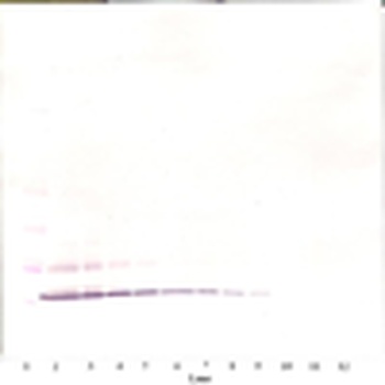 Eotaxin (CCL11) Antibody (biotin)