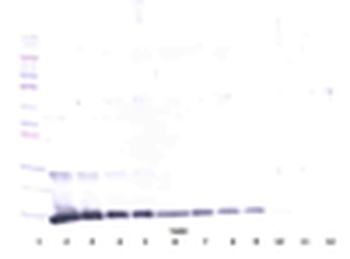 Il4 Antibody