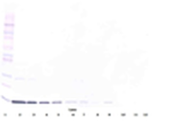 Il3 Antibody (Biotin)