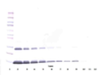 Il3 Antibody (Biotin)