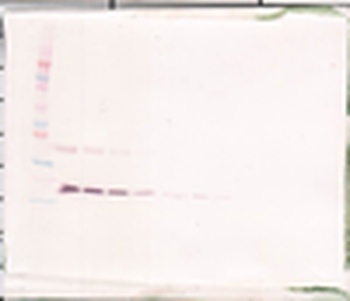 THPO Antibody