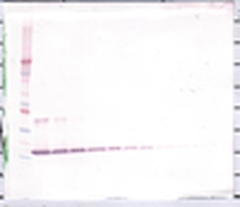 IL-10 Antibody